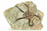Detailed Ordovician Brittle Star (Ophiura) - Morocco #350479-1
